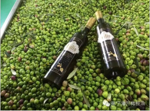 优质特级初榨橄榄油 澳丽欧 正品保批发