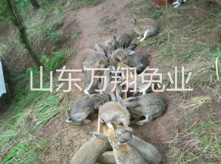 野兔养殖供应用于的野兔养殖\优质纯种野兔种兔\种兔价格\种兔图片\