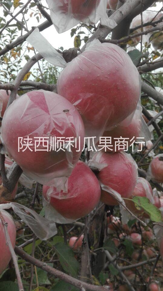 陕西大荔县膜袋红富士苹果价格批发
