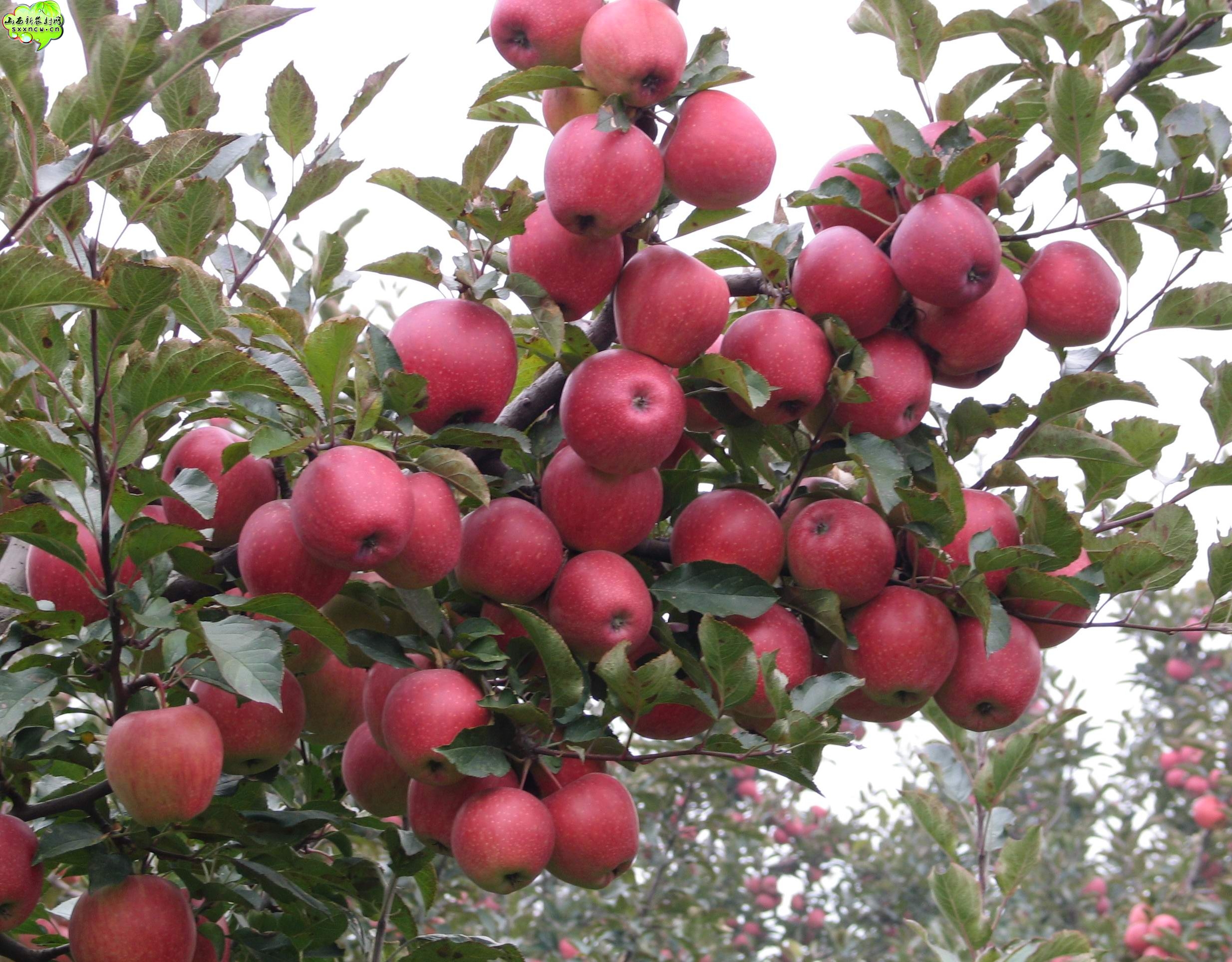 供应；供应矮化花牛苹果树苗，红色之爱苹果树苗，苹果树苗价格。保证纯度。价格便宜图片