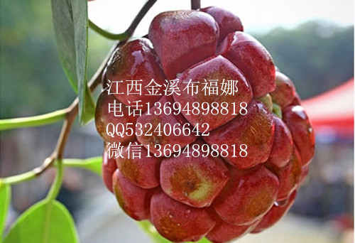上饶市菠萝葡萄种子厂家供应菠萝葡萄种子，江西销售美容水果布福娜（种子）