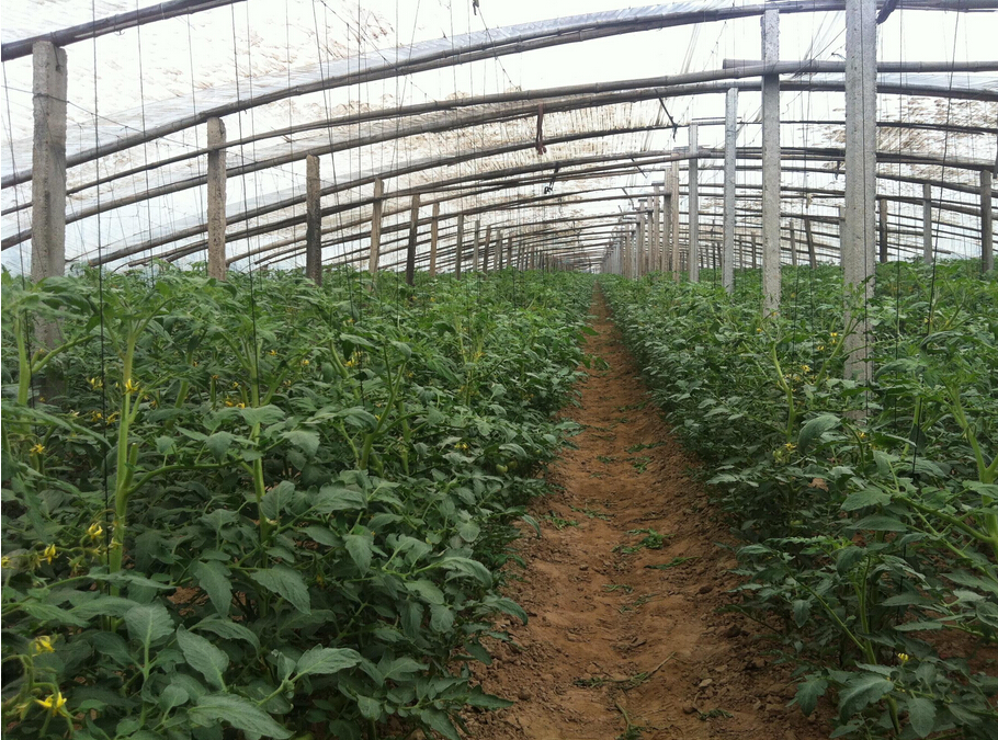 北京市新荷兰巨粉F1-早熟粉果厂家新荷兰巨粉F1-早熟粉果番茄种子
