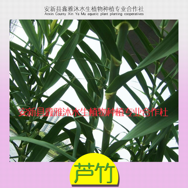 通州种植芦竹的技术批发