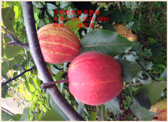 供应用于种植的果树苗 优质红香酥梨树苗供应
