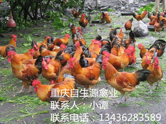 重庆市石阡土鸡苗，石阡绿壳蛋鸡苗哪里有厂家