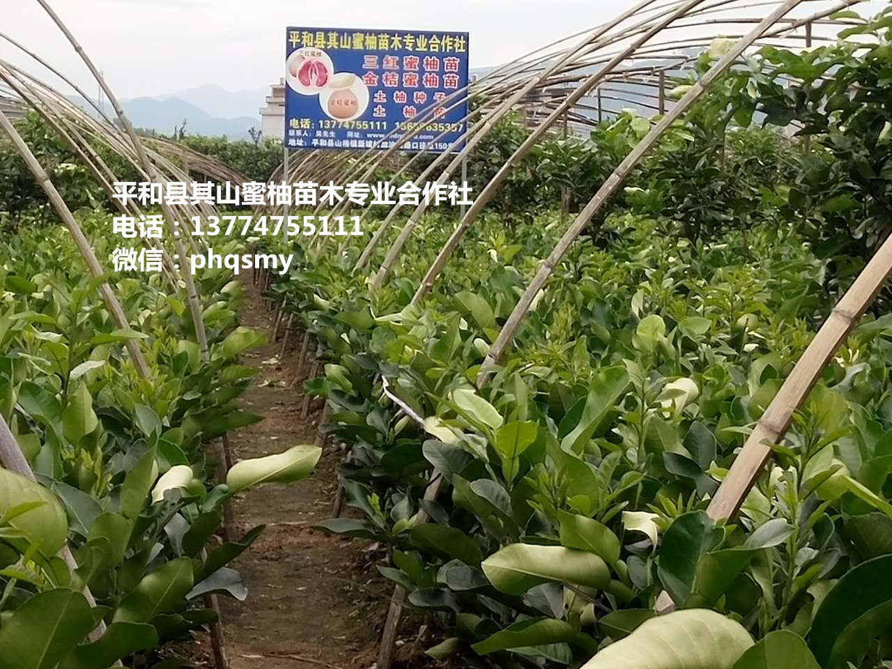 漳州市金桔蜜柚苗厂家