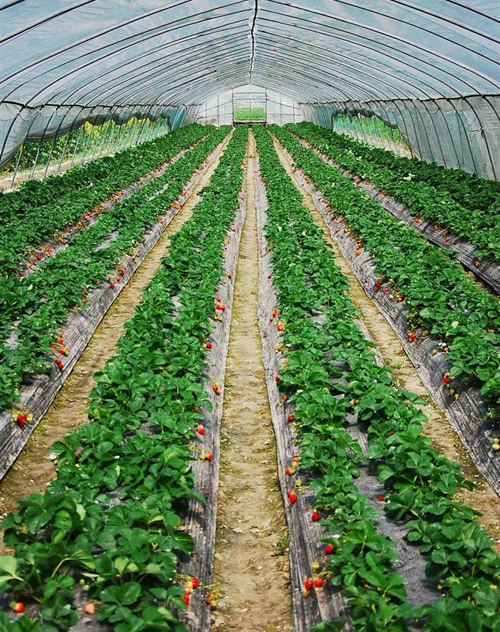 供应用于水果的山东草莓苗价格，草莓苗成活率高，当年见效图片