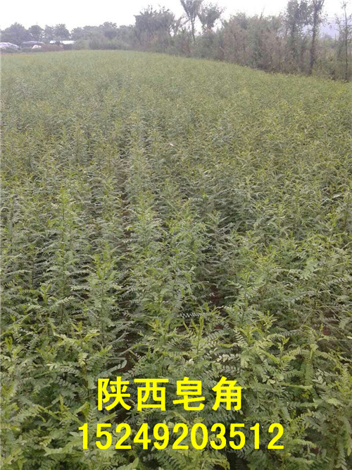 供应皂角树苗 西安皂角树苗价格 皂角树苗基地