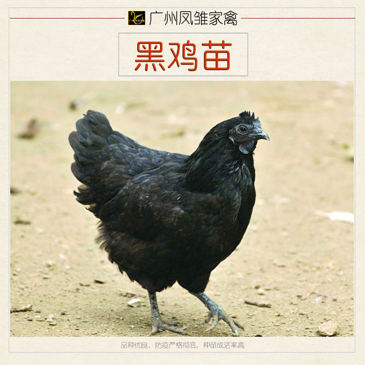 广州市黑鸡苗养殖厂家供应黑鸡苗养殖 快大黑鸡苗 黑土鸡苗量大从优