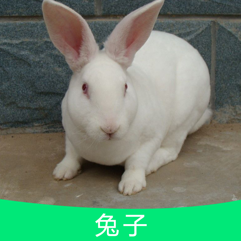 供应兔子长毛兔价格 珍珠长毛兔 一次剪毛1斤 长毛兔苗 种兔 大量出售