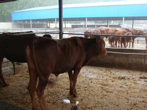 利木赞牛中国最大的黄牛养殖基地批发