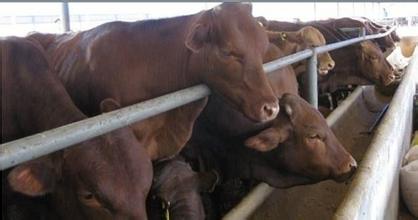 忻州市利木赞牛中国最大的黄牛养殖基地厂家供应用于肉类的利木赞牛中国最大的黄牛养殖基地