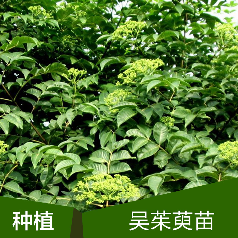 供应广西吴茱萸种苗中花 吴茱萸中花种植基地图片