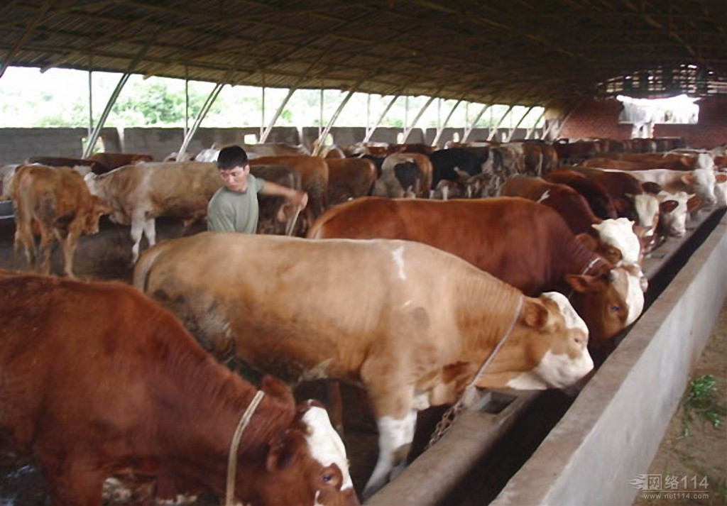 供应鲁西黄牛批发商，鲁西黄牛价格，哪里有鲁西黄牛买，哪里的鲁西黄牛最好