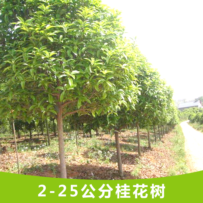 桂林市优质绿化苗木桂花树厂家