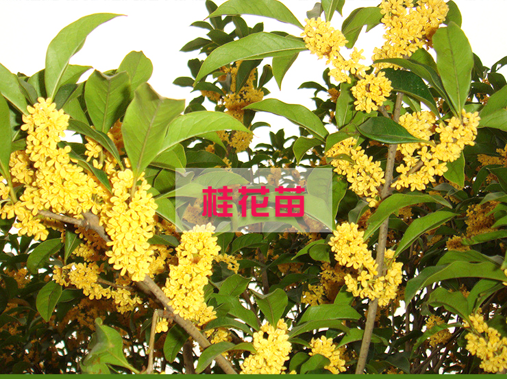 桂林市桂花树种植基地厂家