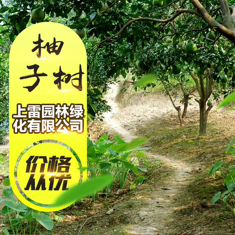 广西柚子树/批发/公司图片