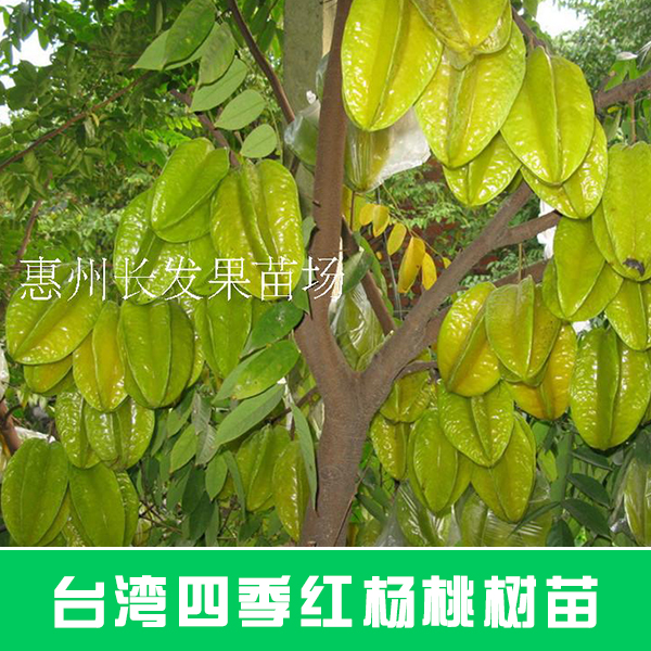 供应台湾四季红杨桃树苗