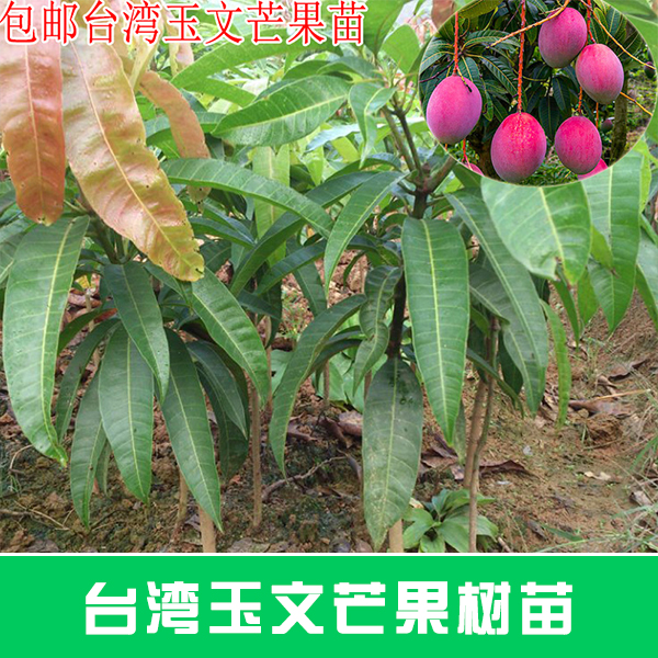 供应台湾玉文芒果树苗 金煌芒果苗果 优质种苗种植