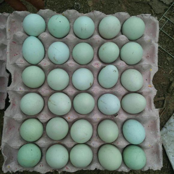 菏泽市五黑绿壳蛋鸡厂家供应用于养殖的五黑绿壳蛋鸡