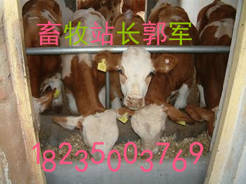 忻州市养牛场欢迎您