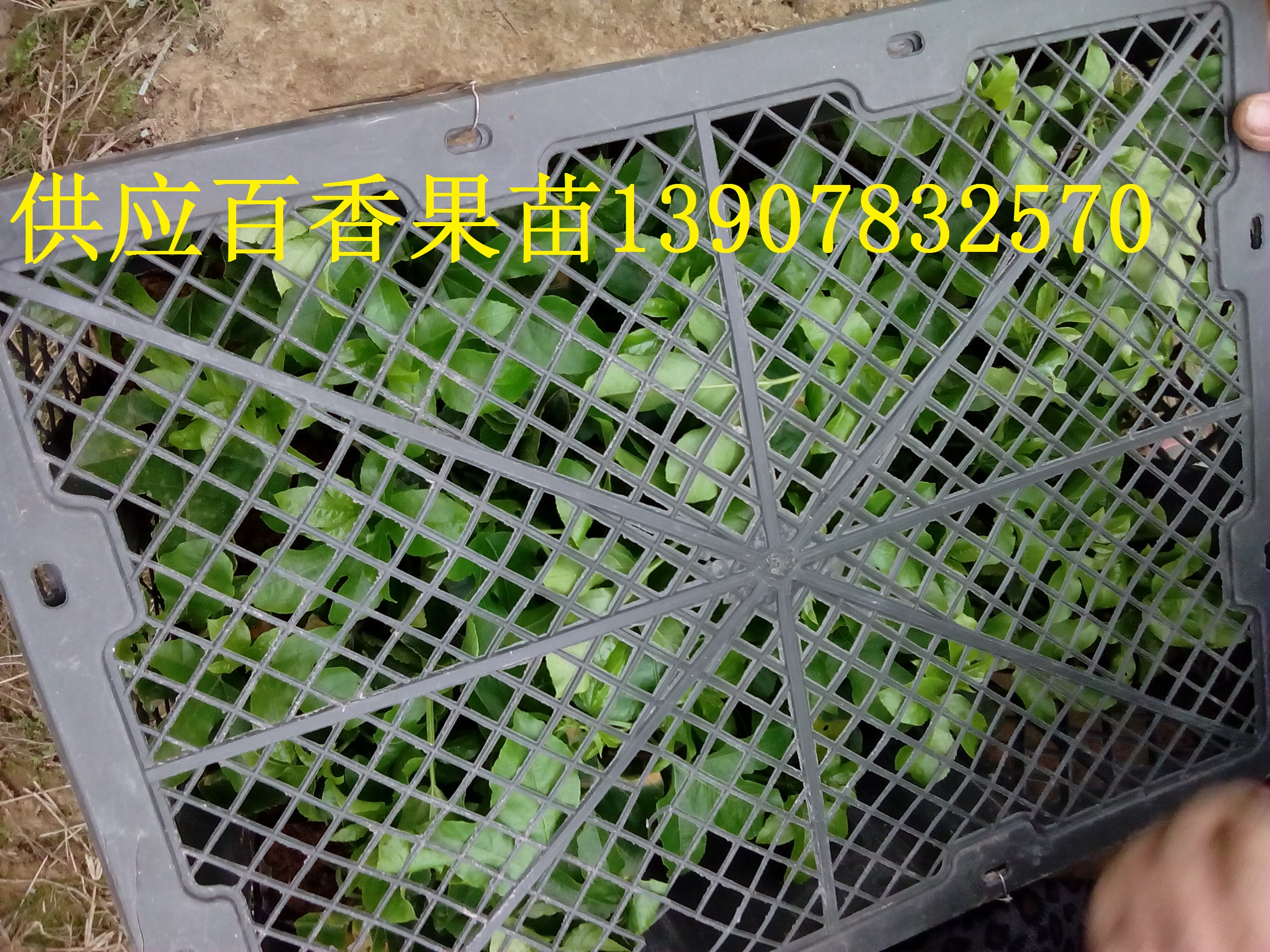 广西百香果苗供应用于种植的广西百香果苗，广西百香果苗批发，广西百香果苗种植园