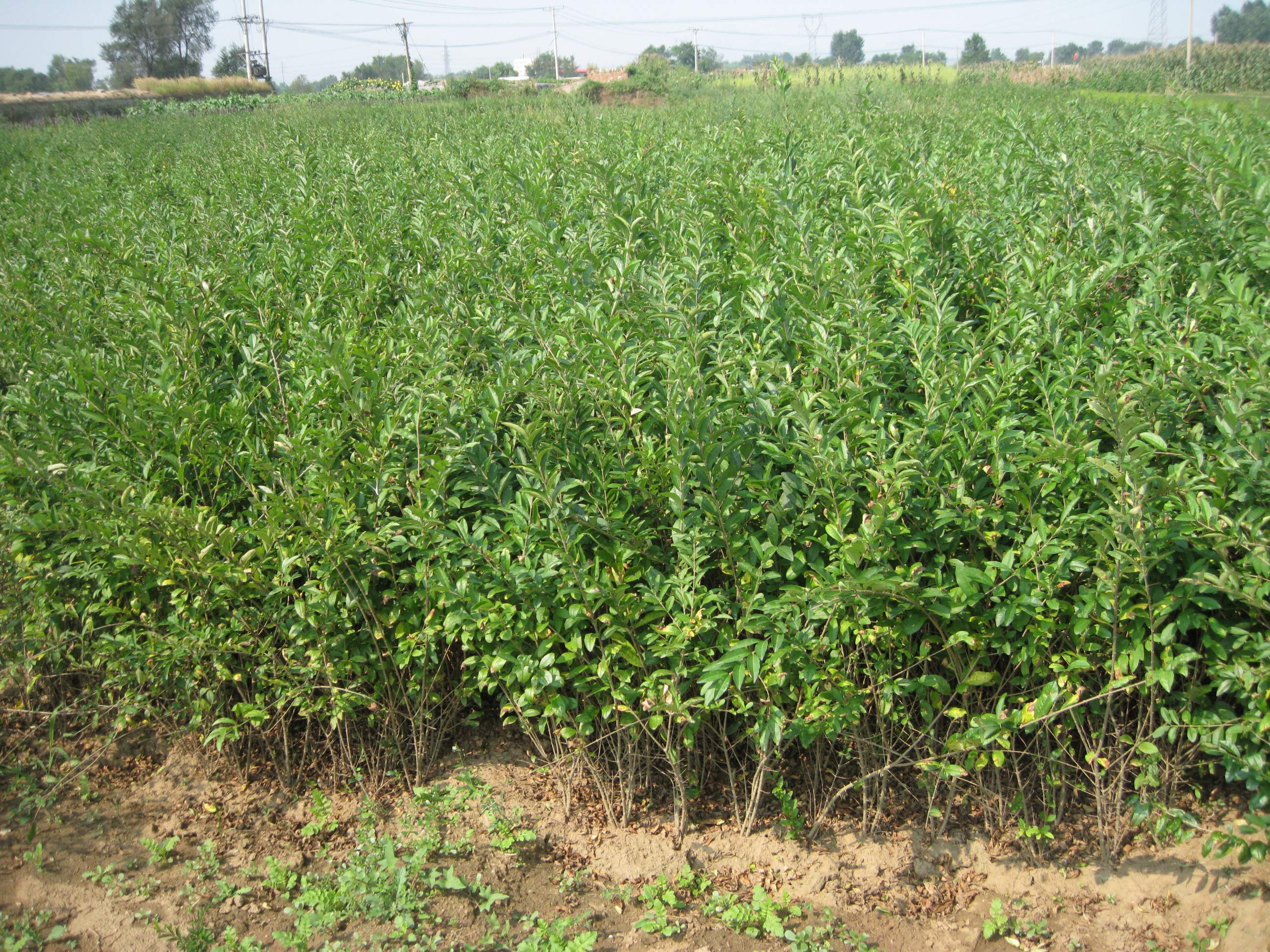 山东水蜡树苗批发基地，图片， 0.6米—1.2米水蜡树批发价格