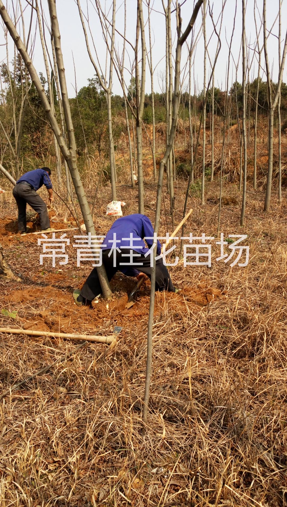 咸宁市10公分栾树价格厂家供应用于草绳的10公分栾树价格