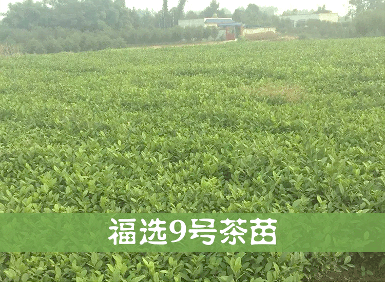 供应用于种植的海口茶苗、海南茶苗、五指山茶苗