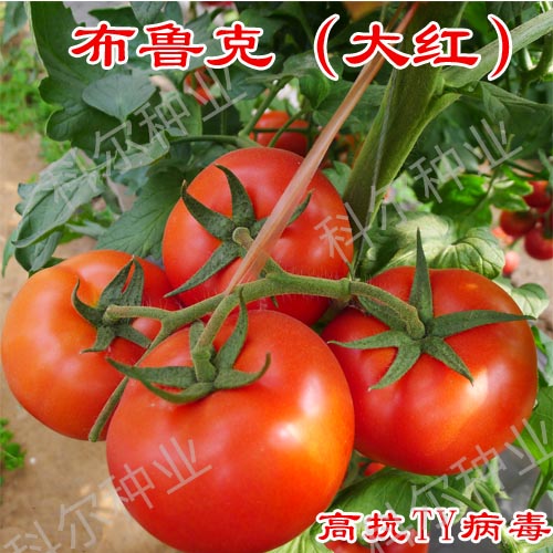 科尔种业布鲁克--大红西红柿种子批发