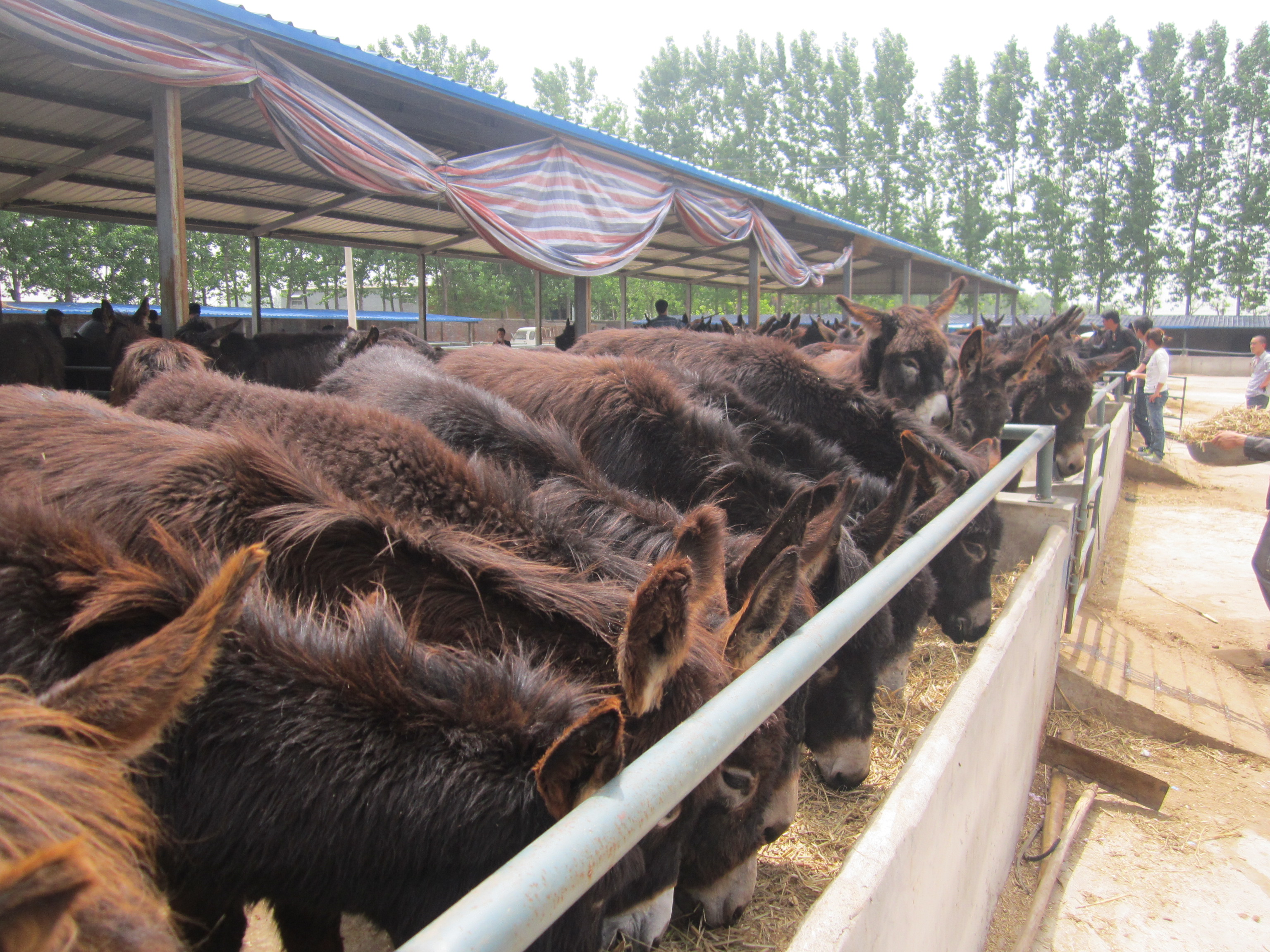 供应德州肉驴苗多少钱一头 2016年养殖肉驴利润 养殖肉驴前景及利润图片