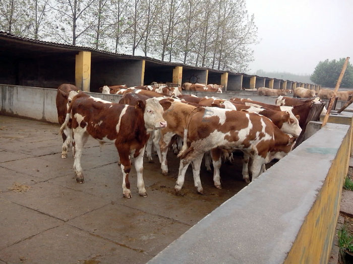 供应河北沧州市养牛场100头牛养殖投资资讯三月龄牛犊多少钱一头图片