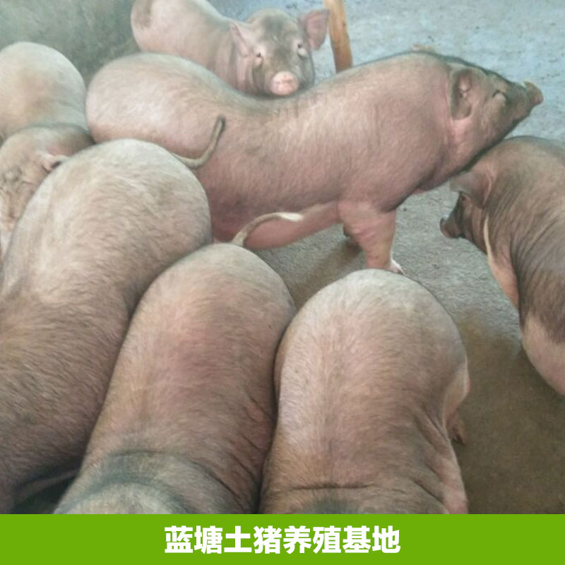 河源市蓝塘土猪养殖基地厂家蓝塘土猪养殖基地，土猪养殖场 ，土猪养殖批发价格