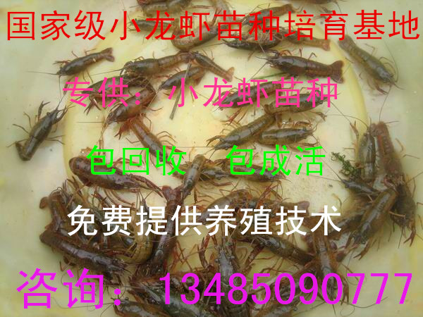 淡水龙虾苗淡水龙虾苗直销龙虾苗批发价格现在龙虾苗多少钱一斤