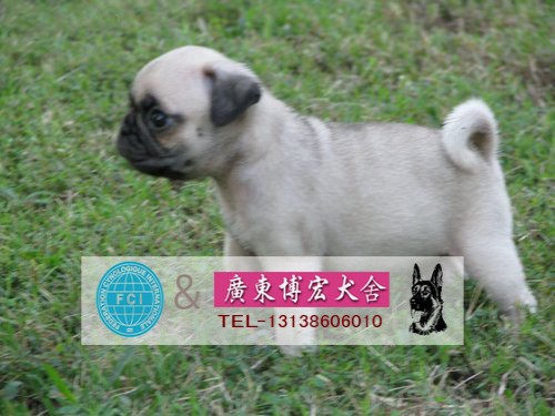 广州巴哥犬价格是多少 广州哪里有