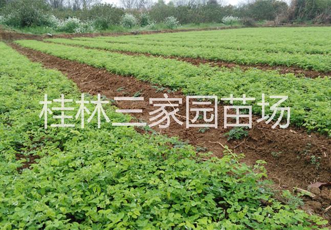 花图片|花样板图|槐花\/槐米-贵州省健康茶科技有