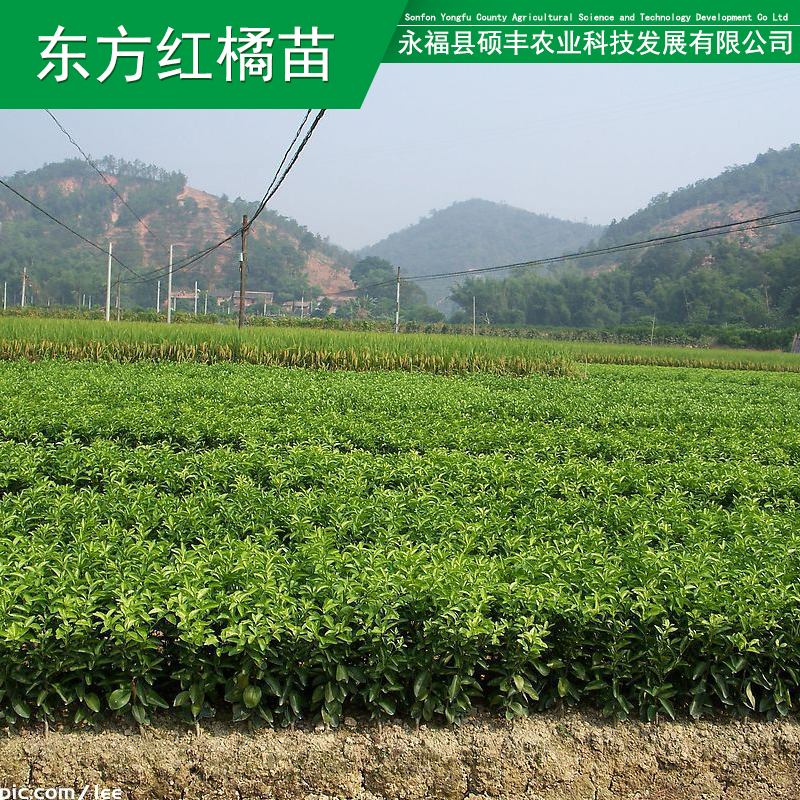 供应用于种植的广西砂糖橘果苗 桂林红橘苗东方农业技术服务农业种植图片