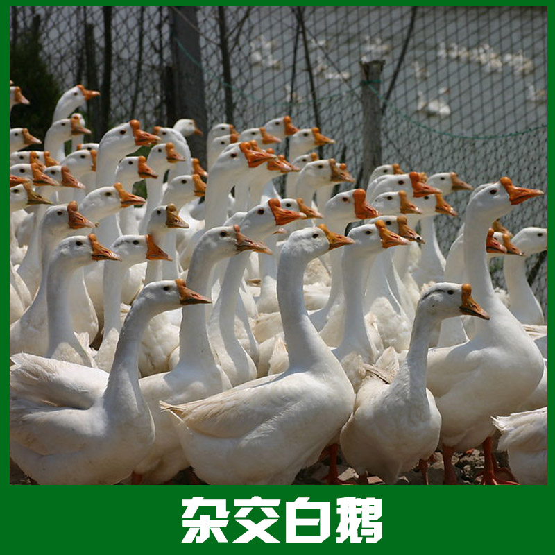 供应用于饲养|屠宰|批发的江苏大种杂交白鹅图片