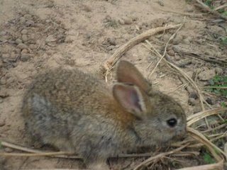 山东杂交野兔养殖场供应种兔，种兔价格杂交野兔养殖技术 回收商品兔