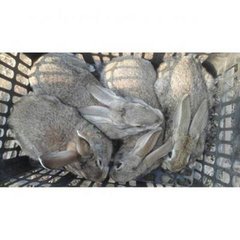 供应湖南哪里有卖思麻兔的，湖南思麻兔养殖基地，免费提供养殖技术 高价回收成年商品兔