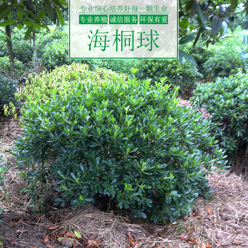 重庆市海桐球树厂家