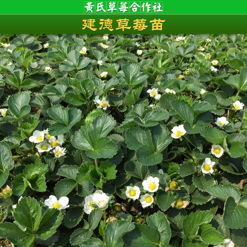 建德草莓苗批发，草莓苗批发，杭州草莓苗价格，供应商，草莓苗种植方法