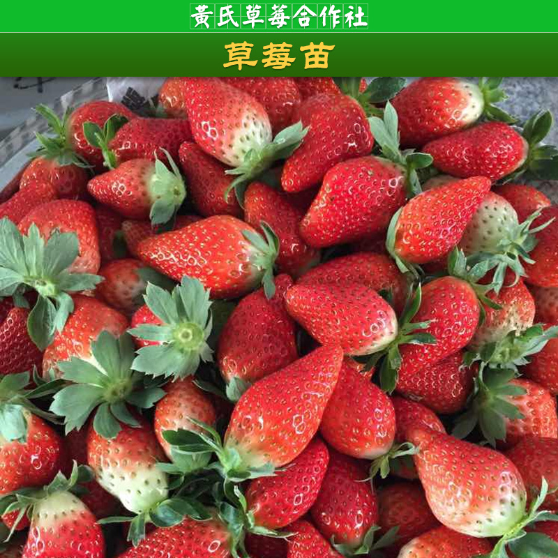 杭州牛奶草莓苗批发，草莓苗供应商，牛奶草莓种植方法，成果率，品种