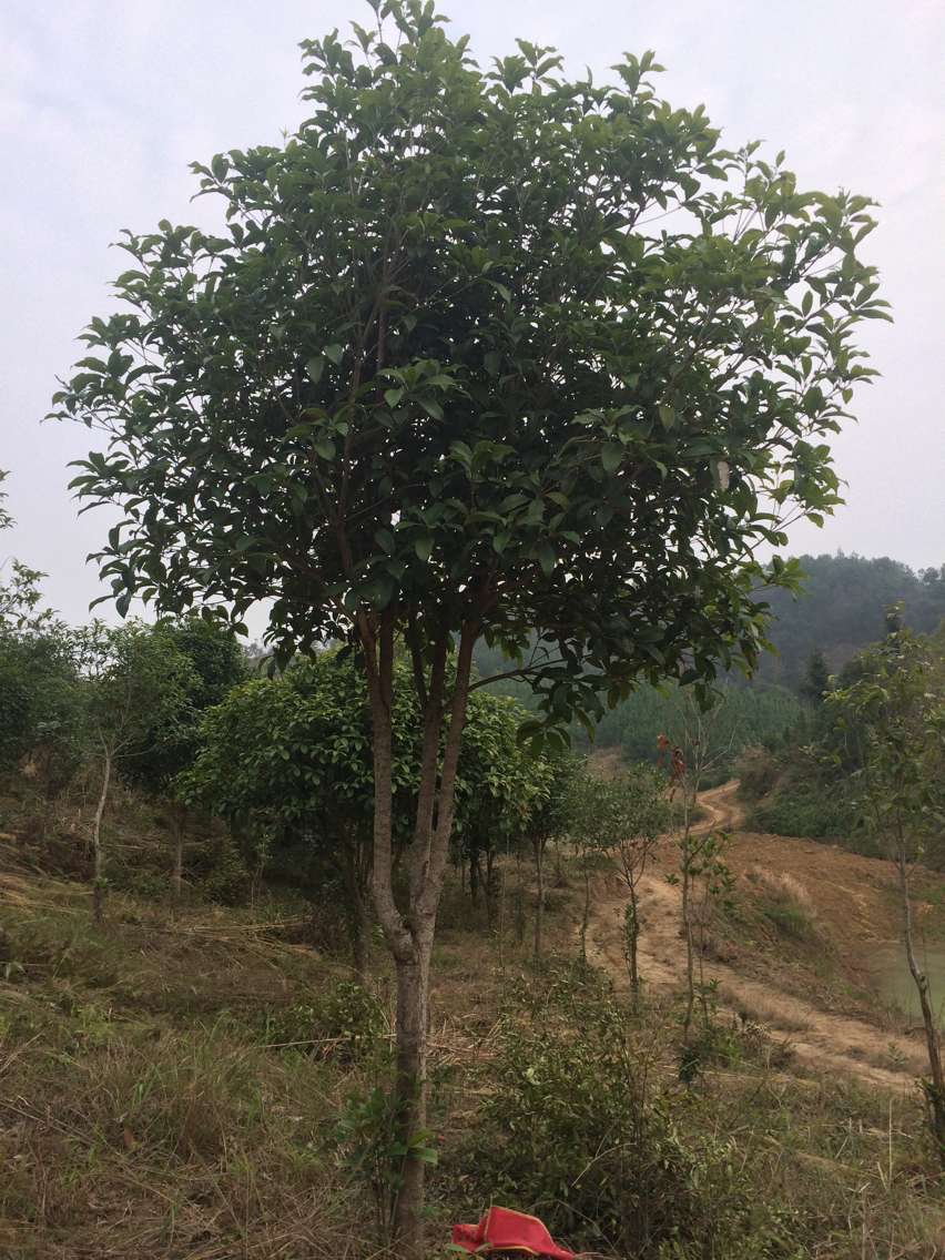柳州市地径2-10公分桂花树种植基地厂家