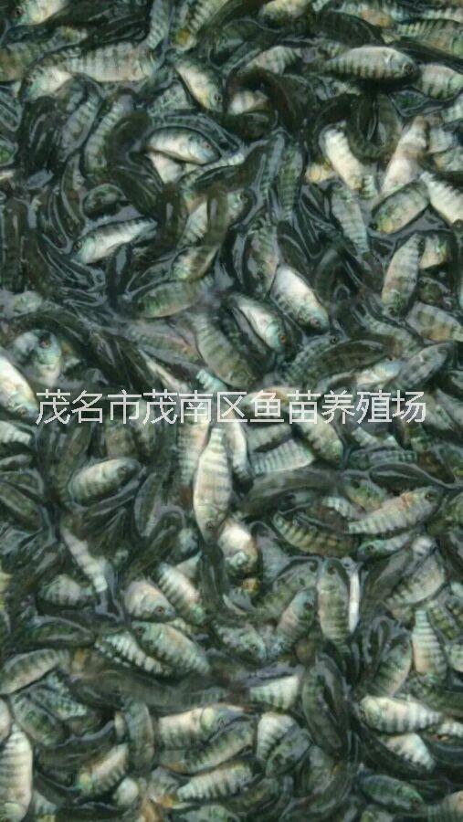 供应用于罗非鱼养殖的现有大量罗非鱼苗