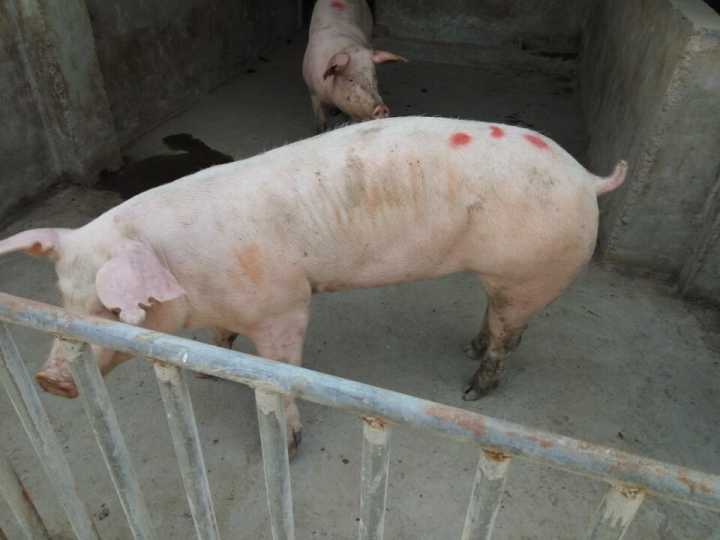 供应江苏二元母猪价格 后备母猪 种猪价格图片