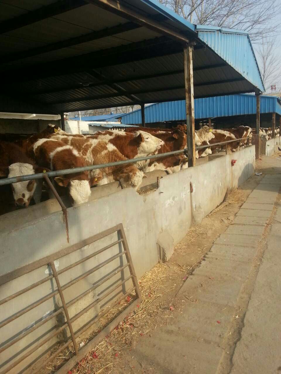 供应鲁西黄牛批发，鲁西黄牛价格，鲁西黄牛养殖场图片