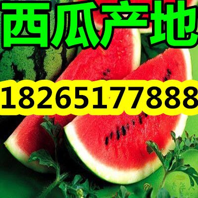 【山东大量供应薄皮京欣西瓜】图片