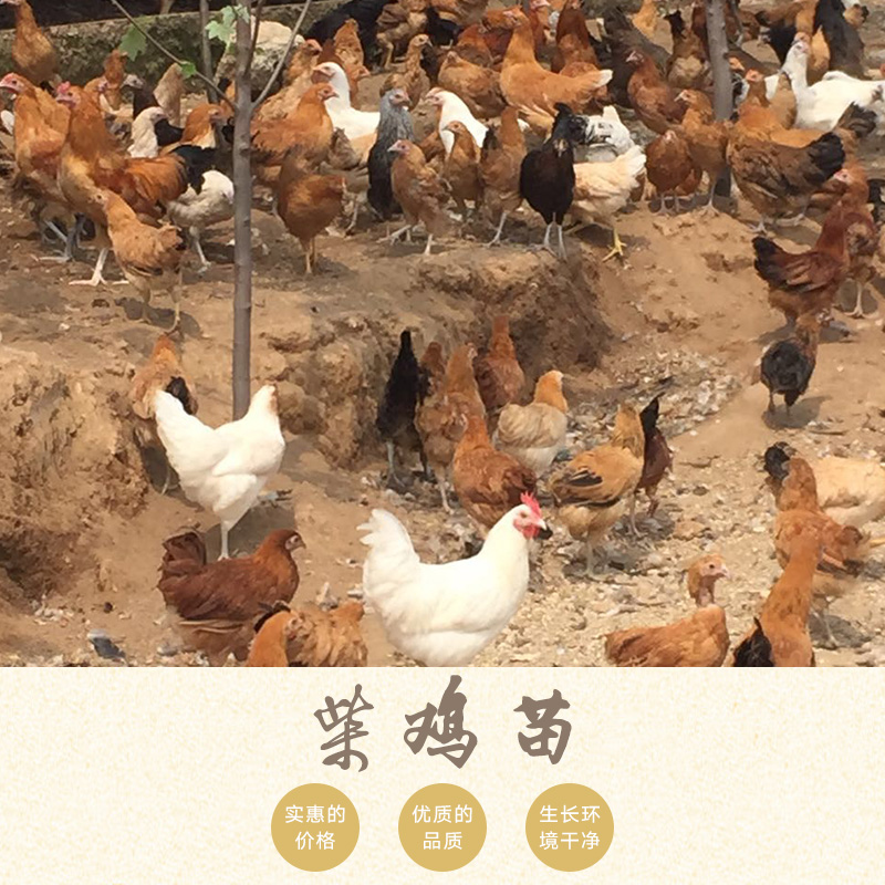 南阳市柴鸡苗厂家柴鸡苗，绿壳蛋鸡苗供应商，绿壳蛋鸡苗孵化厂家