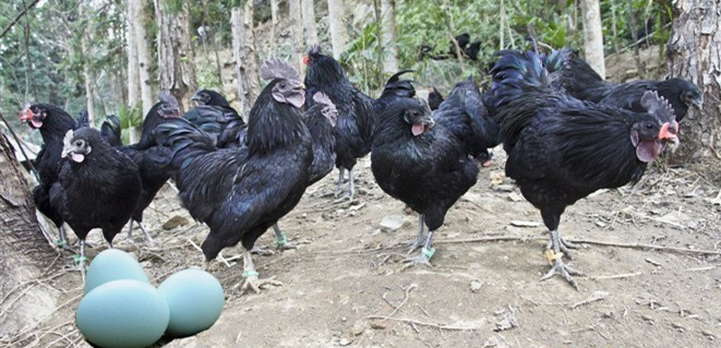 常年供应五黑绿壳蛋鸡苗图片